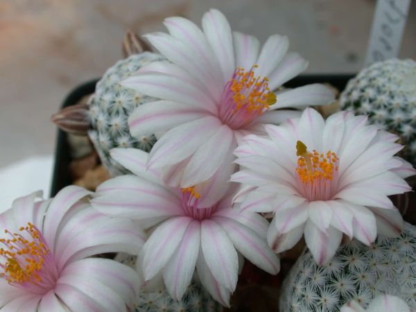 Mammillaria  albiflora